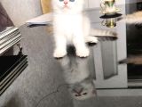 Kar beyaz British Shorthair