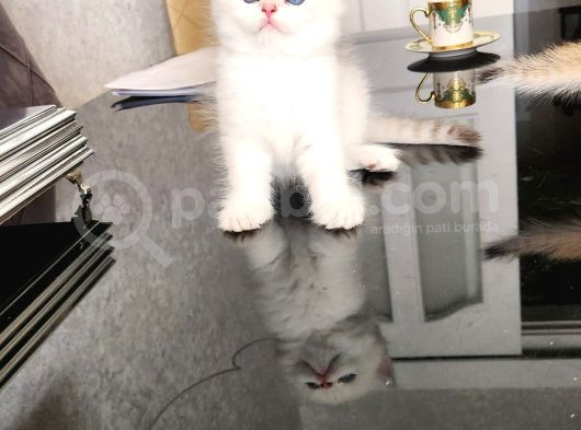 Kar Beyaz British Shorthair
