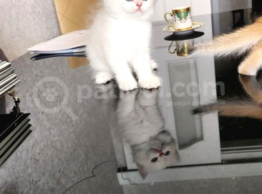 Kar Beyaz British Shorthair görsel