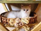 Kar Beyaz British Shorthair
