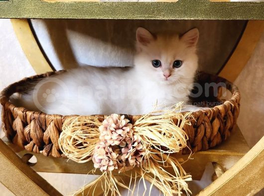 Kar Beyaz British Shorthair görsel