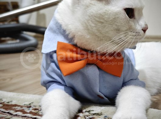 Erkek Kısır Değil Ücretsiz Sahiplendirme görsel