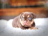 American Bully