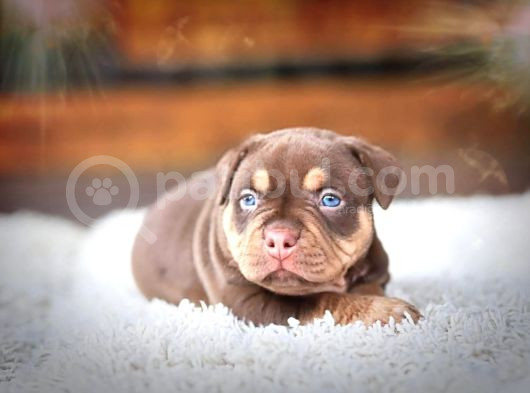 American Bully görsel