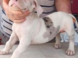 American Bully
