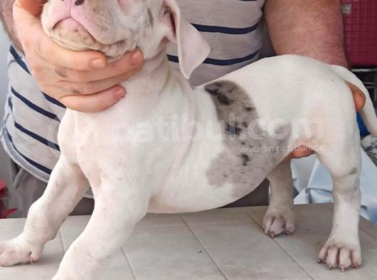 American Bully görsel