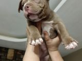 American Bully