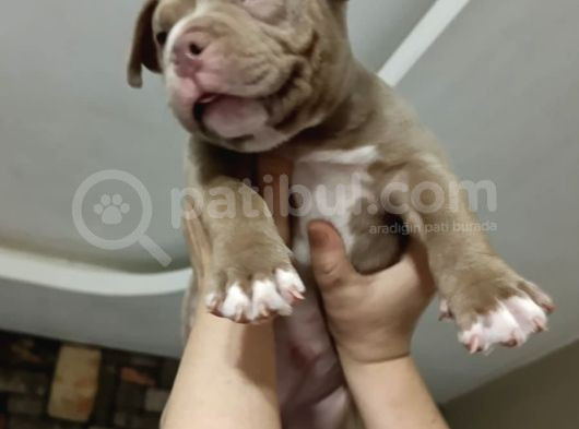 American Bully görsel