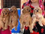 Maltipoo Yavruları Mama Ve Malzeme Kampanyali