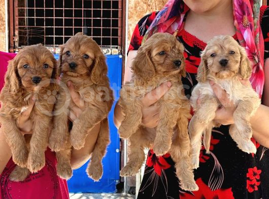 Maltipoo Yavruları Mama Ve Malzeme Kampanyali görsel