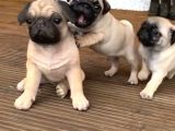 GÜL KUYRUK KISA PUG YAVRULAR HER YERE GÖNDERİLİR