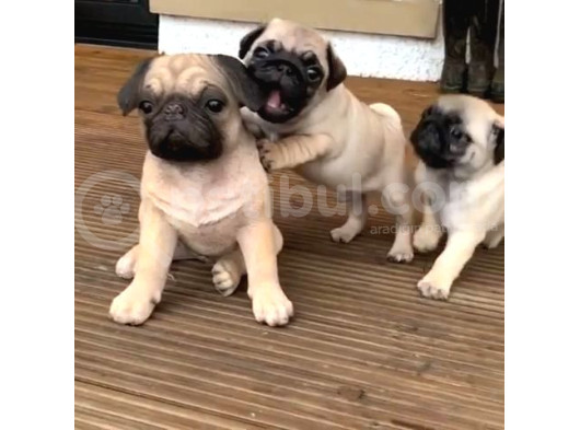 Gül Kuyruk Kisa Pug Yavrular Her Yere Gönderi̇li̇r