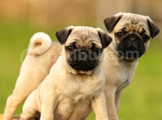 Gül Kuyruk Kisa Pug Yavrular Her Yere Gönderi̇li̇r görsel