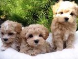 Kahve Tonlu Mini Boy Puppy Sevimli Yavrular Malti̇po Ci̇nsi̇ 