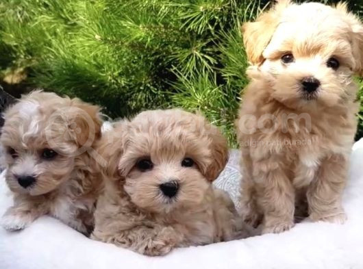 Kahve Tonlu Mini Boy Puppy Sevimli Yavrular Malti̇po Ci̇nsi̇  görsel