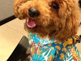 Mars  Toy Poodle