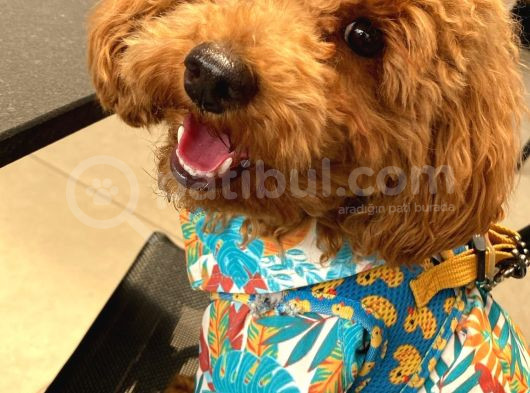 Mars  Toy Poodle görsel