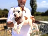 Dünyanın en güçlü köpeği Amerikan bulldog
