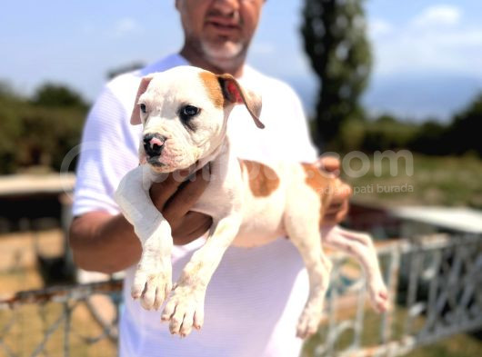 Dünyanın En Güçlü Köpeği Amerikan Bulldog