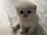 Yavru Kedi
