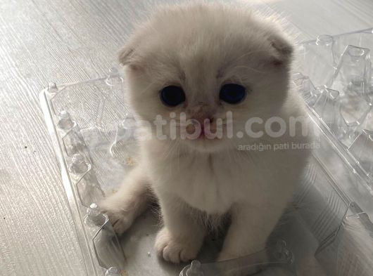 Yavru Kedi görsel