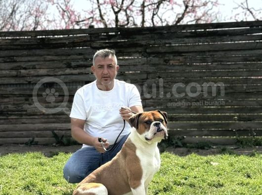 Dünyanın En Güçlü Köpeği Amerikan Bulldog görsel