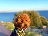 Mars  Toy Poodle