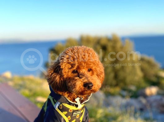 Mars  Toy Poodle görsel