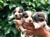 Safkan anne ve babadan beagle yavruları