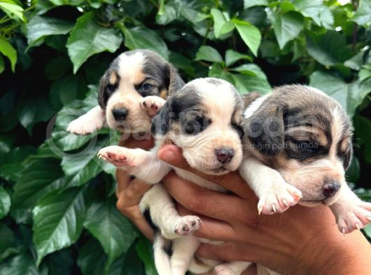 Safkan Anne Ve Babadan Beagle Yavruları