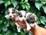 Safkan Anne Ve Babadan Beagle Yavruları