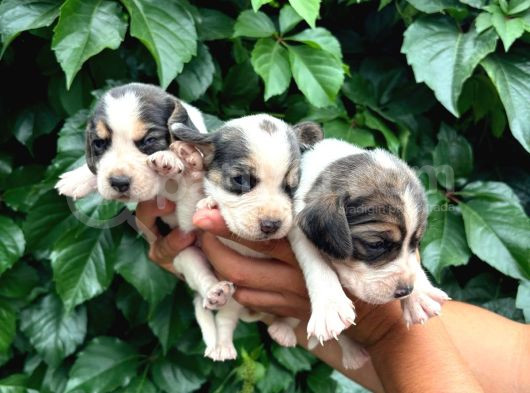 Safkan Anne Ve Babadan Beagle Yavruları görsel