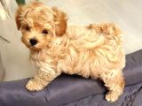 Red braw kıpkırmızı ev üretimi TOOY POODLE 