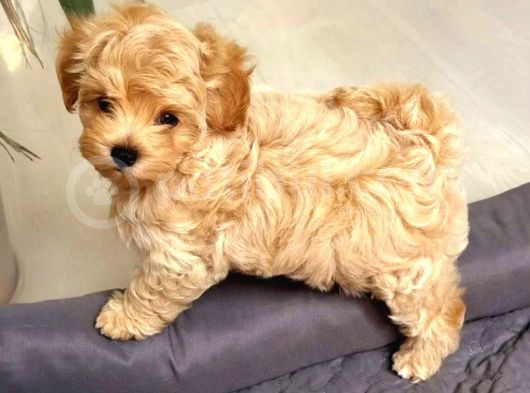 Red Braw Kıpkırmızı Ev Üretimi Tooy Poodle 