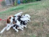 Safkan Anne Ve Babadan Beagle Yavruları