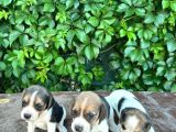 Safkan Anne Ve Babadan Beagle Yavruları