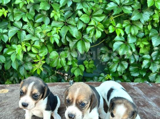 Safkan Anne Ve Babadan Beagle Yavruları görsel
