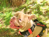 American Bully