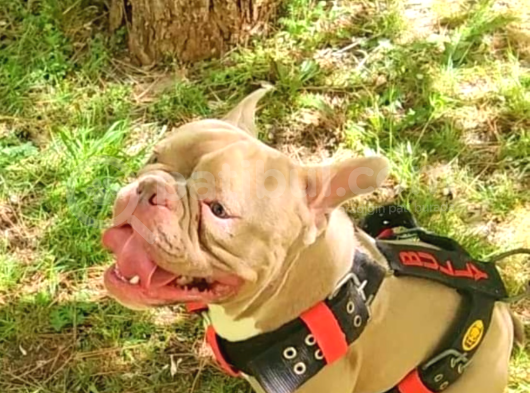 American Bully görsel