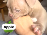 American Bully