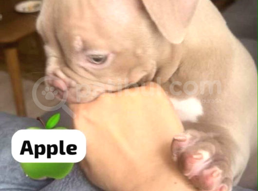 American Bully görsel