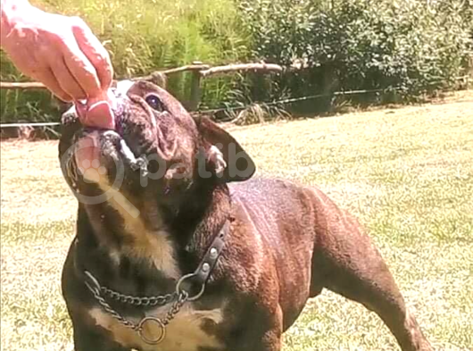 American Bully görsel