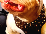 American Bully