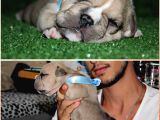 American Bully