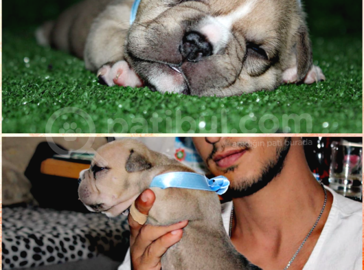 American Bully görsel