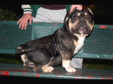 American Bully