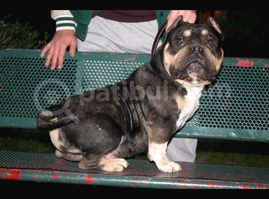 American Bully görsel