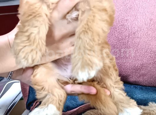 Malti̇po Bebi̇şler görsel