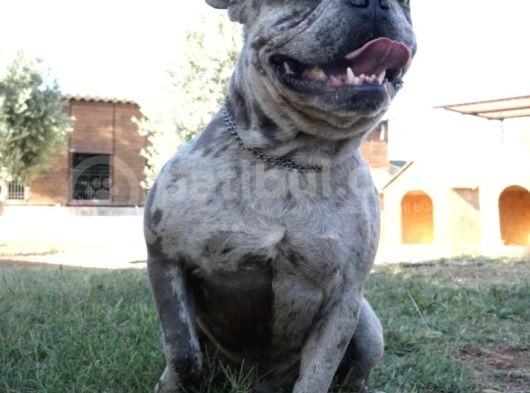 French Bulldog