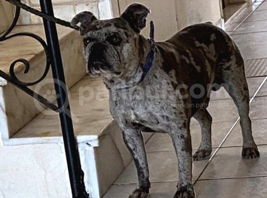 French Bulldog görsel